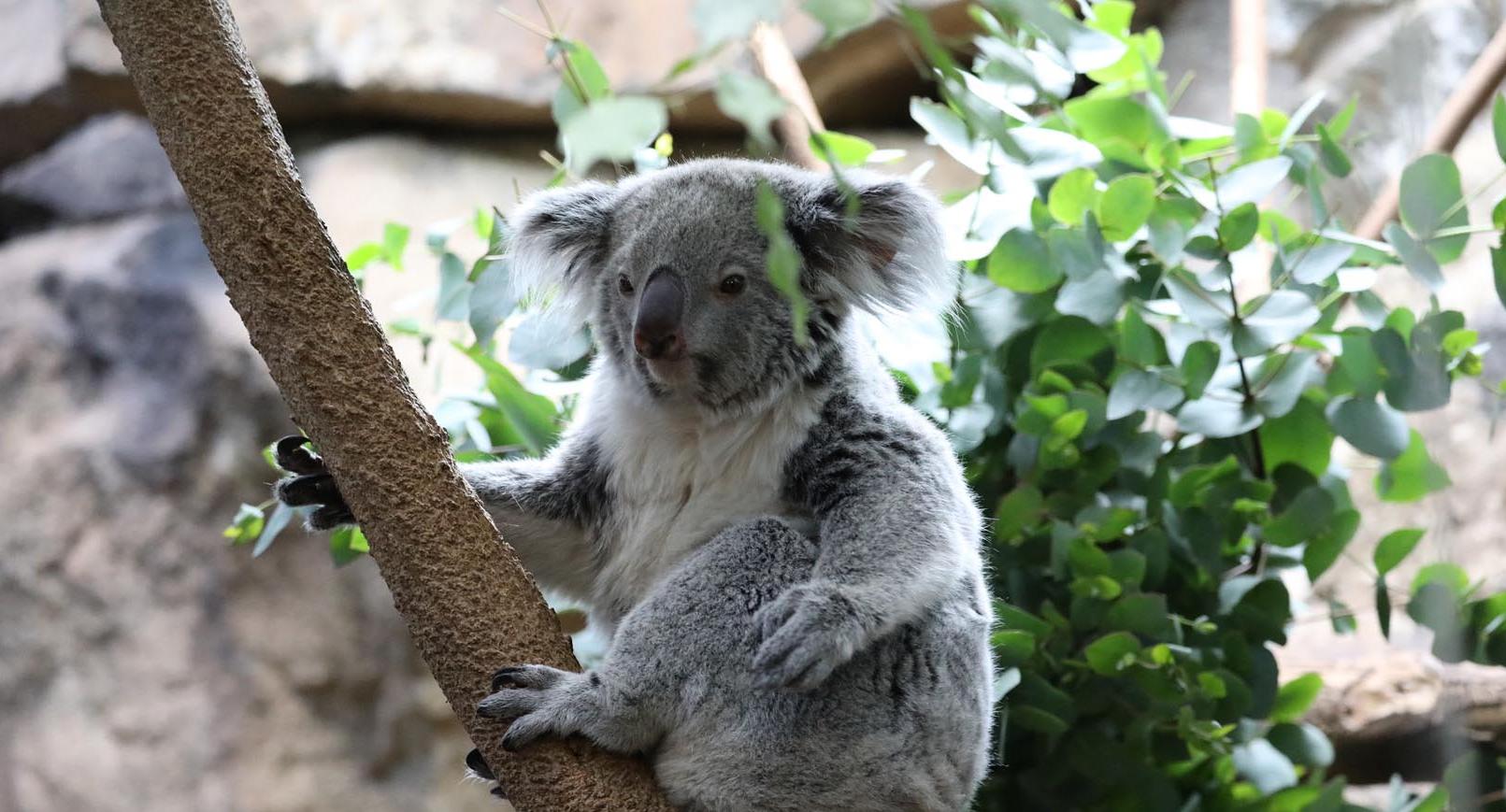Queensland koala sitting up on a nook in a branch with one hand holding itself and one in front Image: ALLIE MCGREGOR 2024